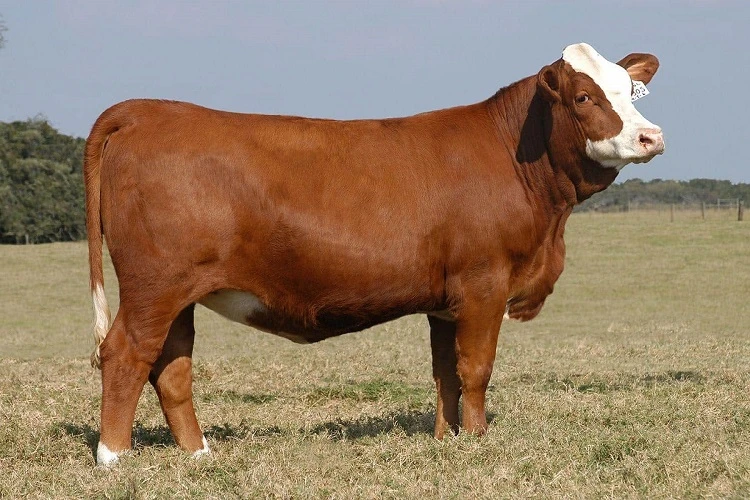 Kayseri Adaklık Kurban Satışı