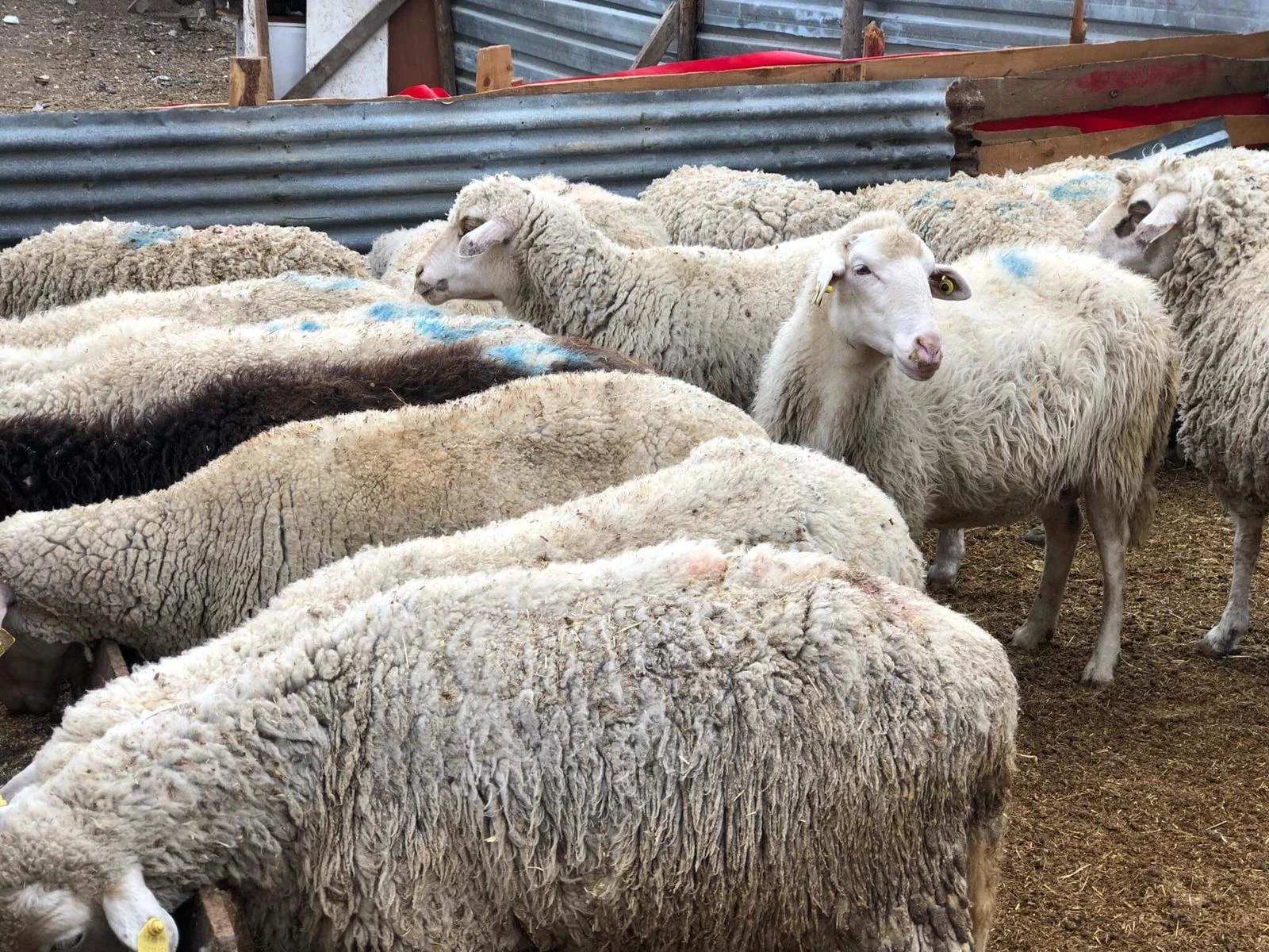 Kayseri Hayvancılık