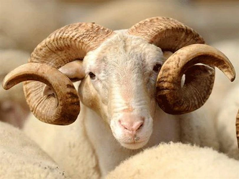 Kayseri Küçükbaş Hayvan Satışı